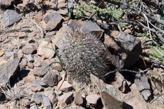 Acanthocalycium thionanthum
