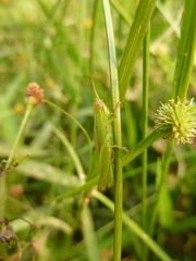 Caelifera