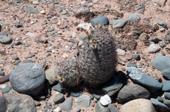 Acanthocalycium thionanthum