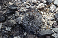 Acanthocalycium thionanthum