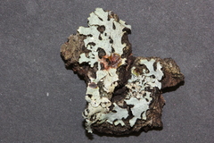 Hypotrachyna pulvinata