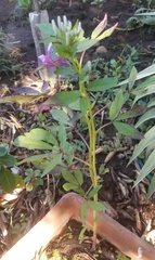 Cleome pilosa