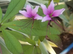 Cleome pilosa