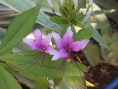 Cleome pilosa