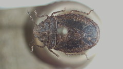 Discocephalessa notulata