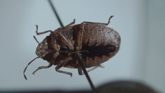 Discocephalessa notulata