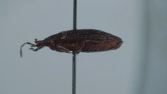Discocephalessa notulata
