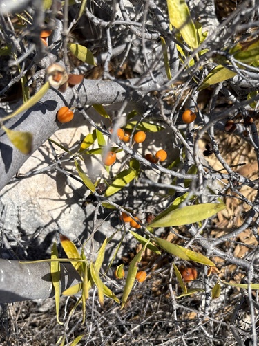 Pittosporum phillyreoides observed 2026-03-18