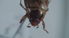 Anomala discoidalis