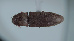 Agrypninae