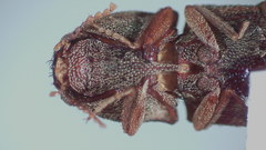 Agrypninae