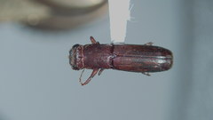 Platypodinae