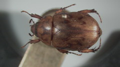 Cyclocephala lunulata