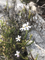 Jamesbrittenia calciphila