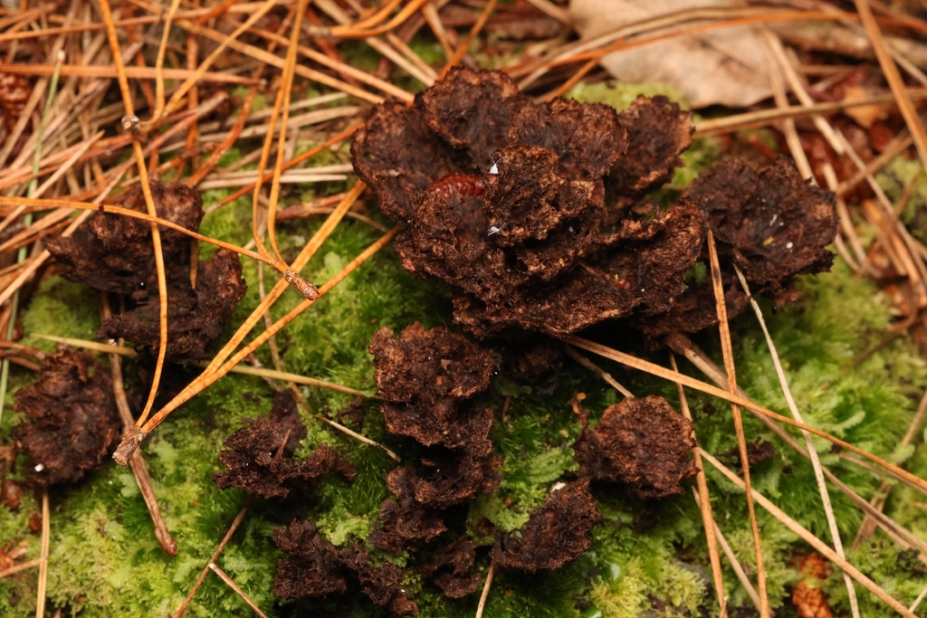Thelephora terrestris · March 2026 · photo: © andrianl (iNaturalist, cc-by)