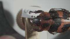 Cyclocephala conspicua