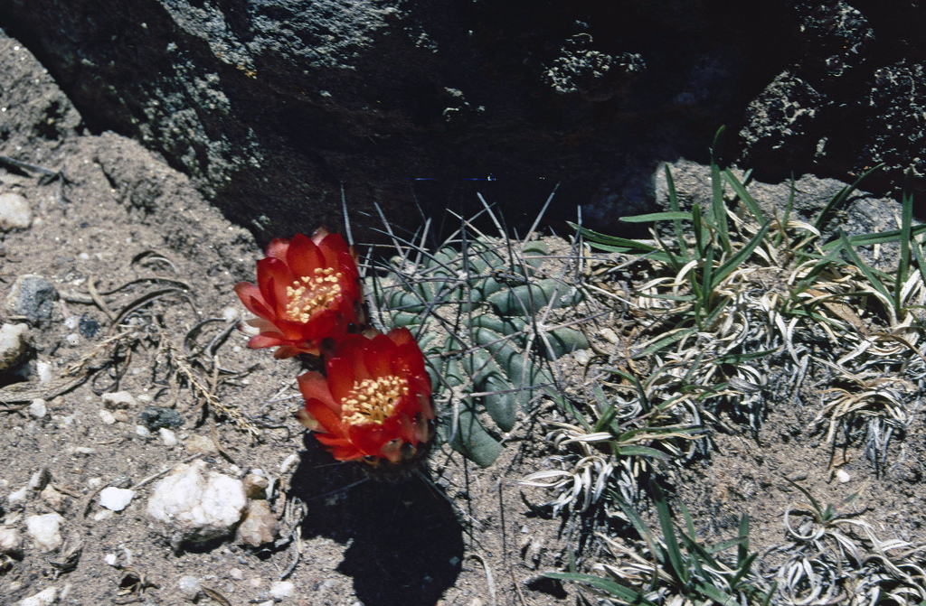 Acanthocalycium ferrarii
