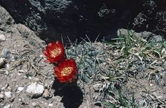 Acanthocalycium ferrarii
