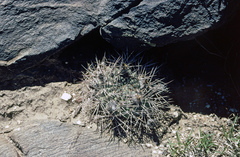 Acanthocalycium ferrarii