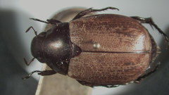 Callistethus cupricollis