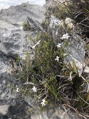 Jamesbrittenia calciphila