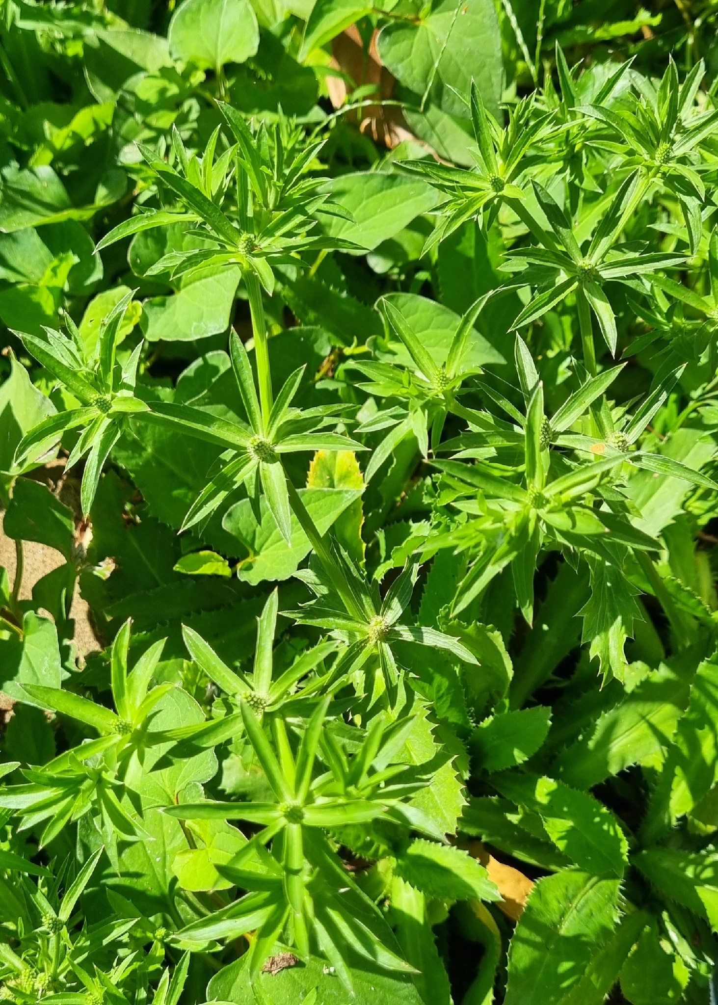 Eryngium foetidum (Eryngium foetidum)