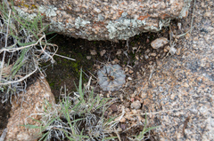 Acanthocalycium ferrarii
