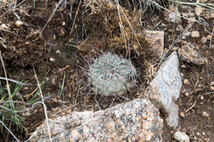Acanthocalycium ferrarii