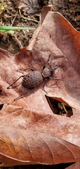 Cychrus tuberculatus