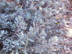 Penstemon californicus