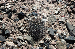 Acanthocalycium glaucum