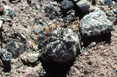 Acanthocalycium glaucum