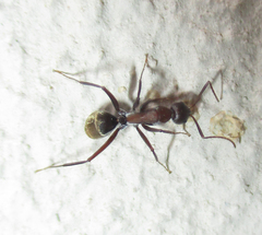 Camponotus vestitus