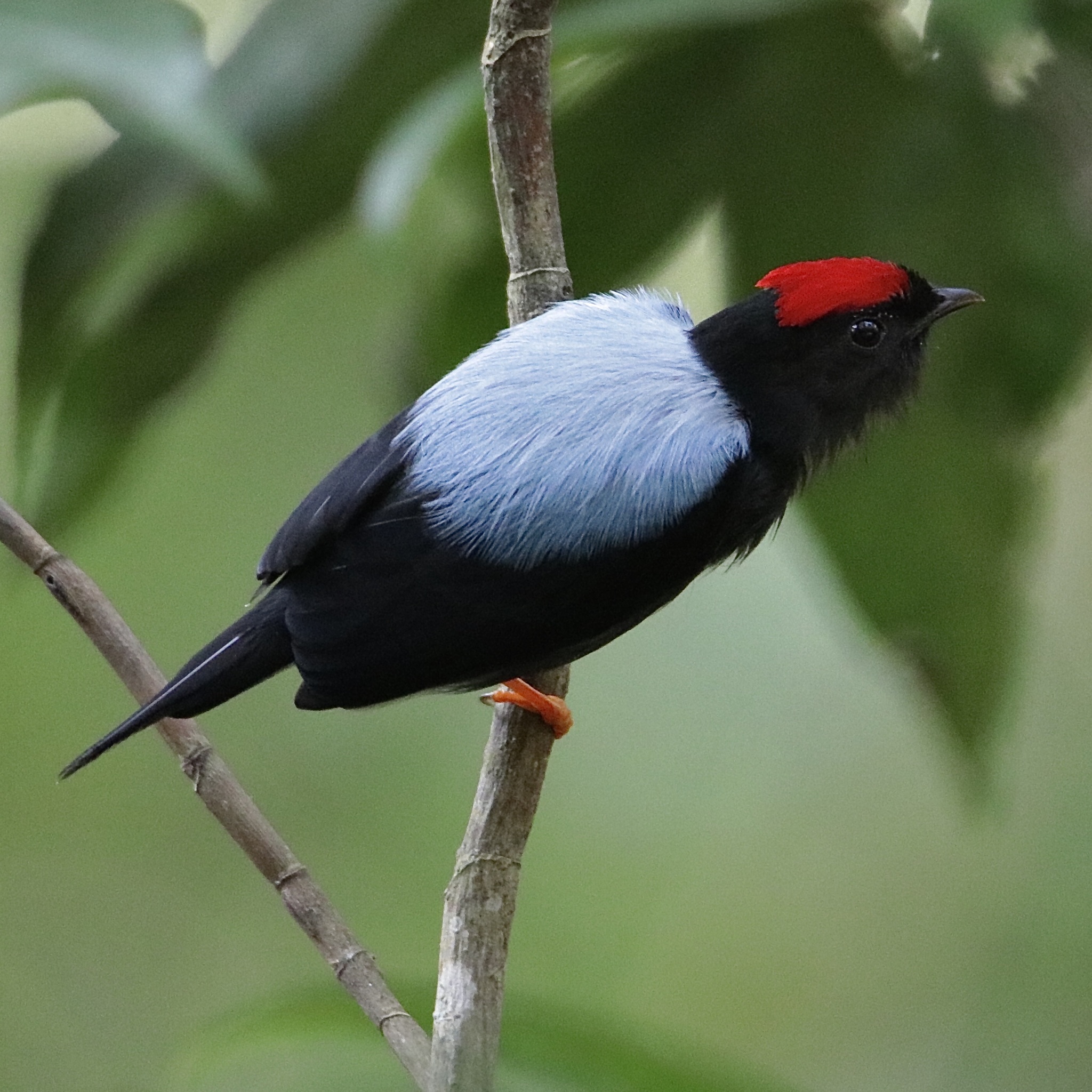 Lance-tailed Manakin illustration