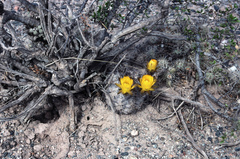 Acanthocalycium glaucum