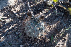 Acanthocalycium glaucum