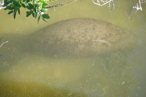 West Indian Manatee