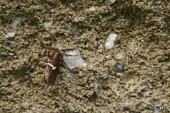Monoleuca semifascia