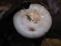Rhodocybe gemina