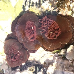 Actinia