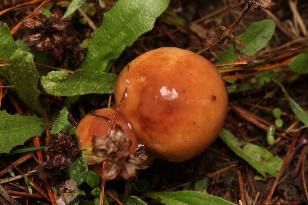 Suillus pungens · March 2026 · photo: © andrianl (iNaturalist, cc-by)