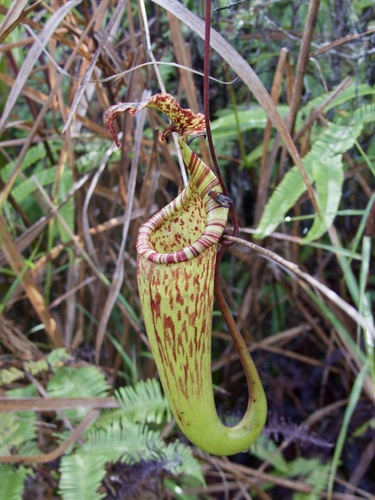 Nepenthes maxima