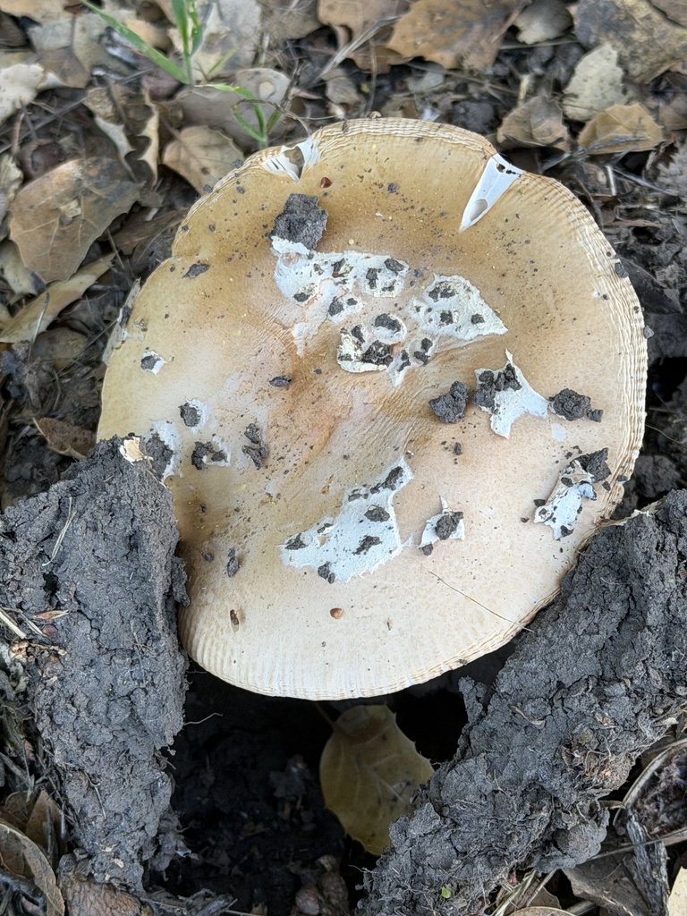 Amanita velosa · March 2026 · photo: © irinamitine (iNaturalist, cc-by)