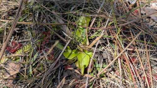 Venus Flytrap