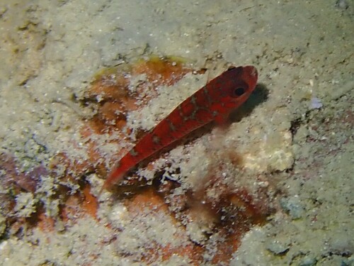Trimma caesiura observed 2026-03-22