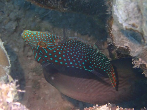 Canthigaster solandri