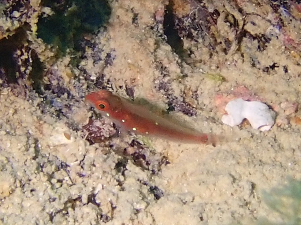 Lachdebere's Pygmy Goby
