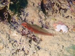 Lachdebere's Pygmy Goby photo 1