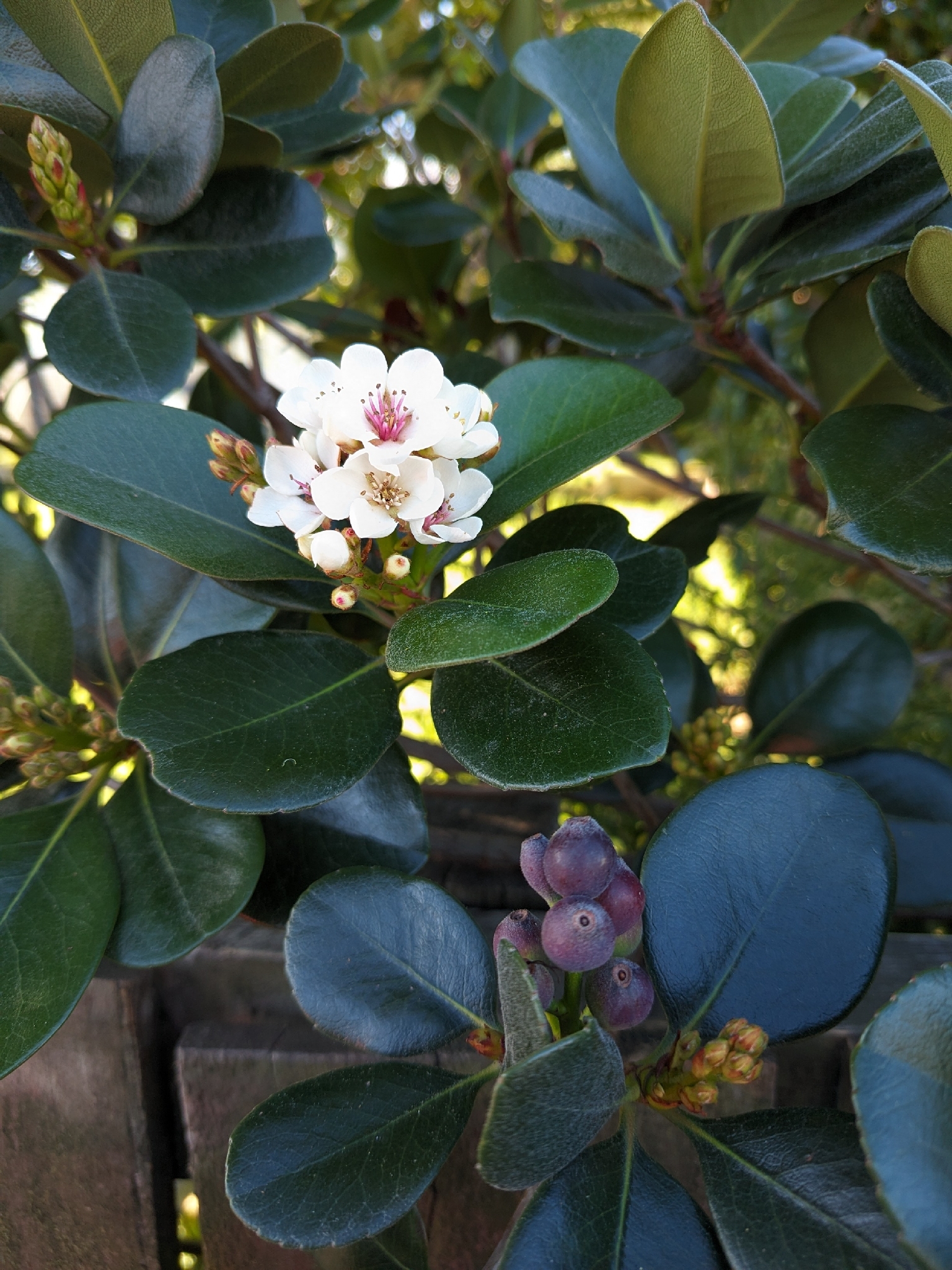 Japanese-Hawthorn (Rhaphiolepis umbellata)