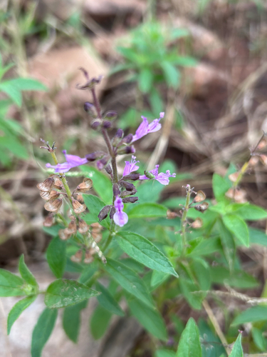 Syncolostemon canescens, photograph 3